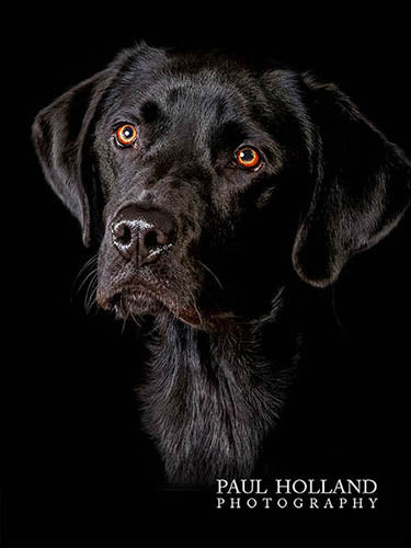 Photo by Paul Holland of a black Labrador on a black background