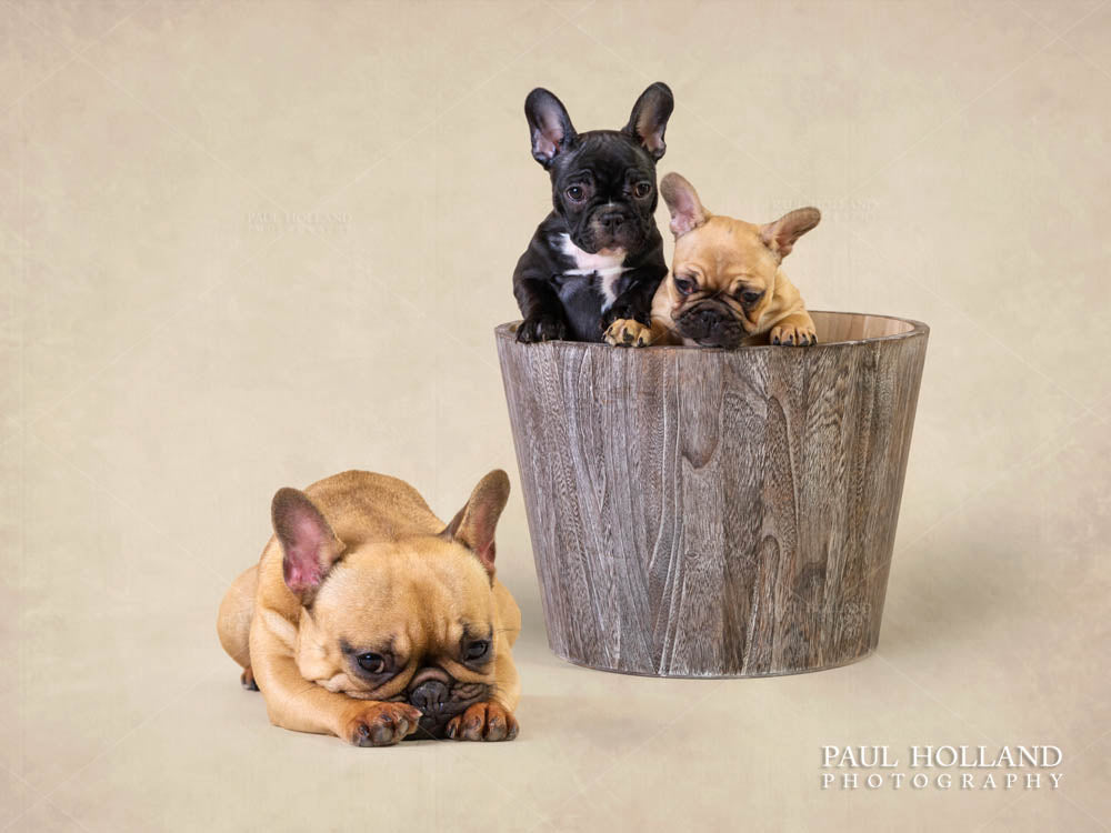 How To Prepare For A Professional Photo Shoot With Your Dog