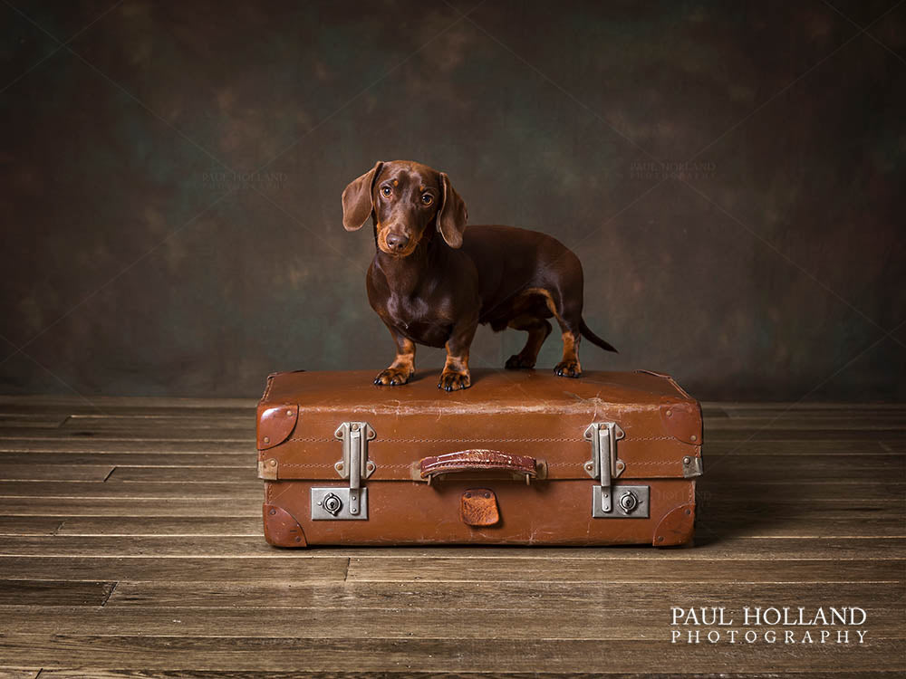 A studio image showing a Dachshund dog photographed by Lake District dog photographer Paul Holland