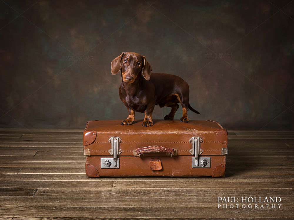 Dog Photography- photographing Benji, a smooth haired dachshund.