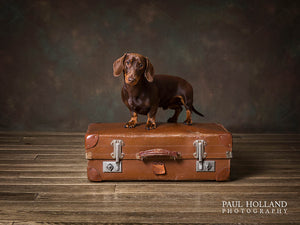 Dog Photography- photographing Benji, a smooth haired dachshund.