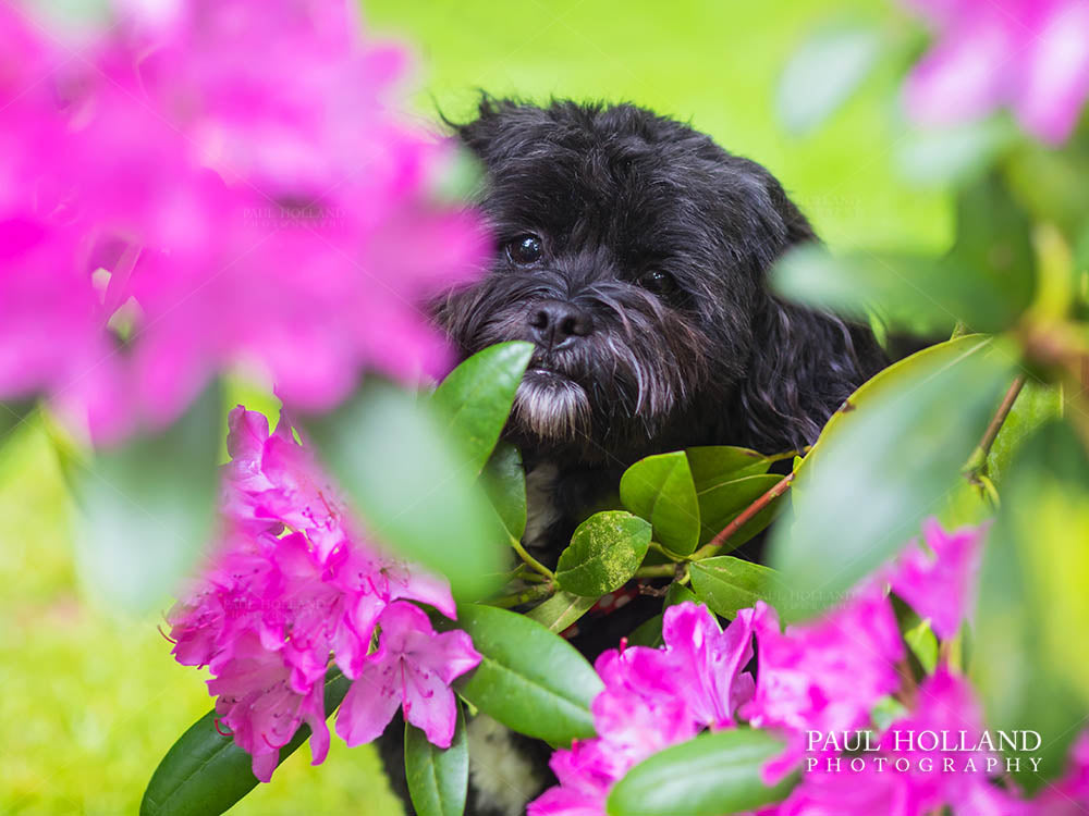 An Outdoor Pet Photo Shoot for A Shih Poo Dog