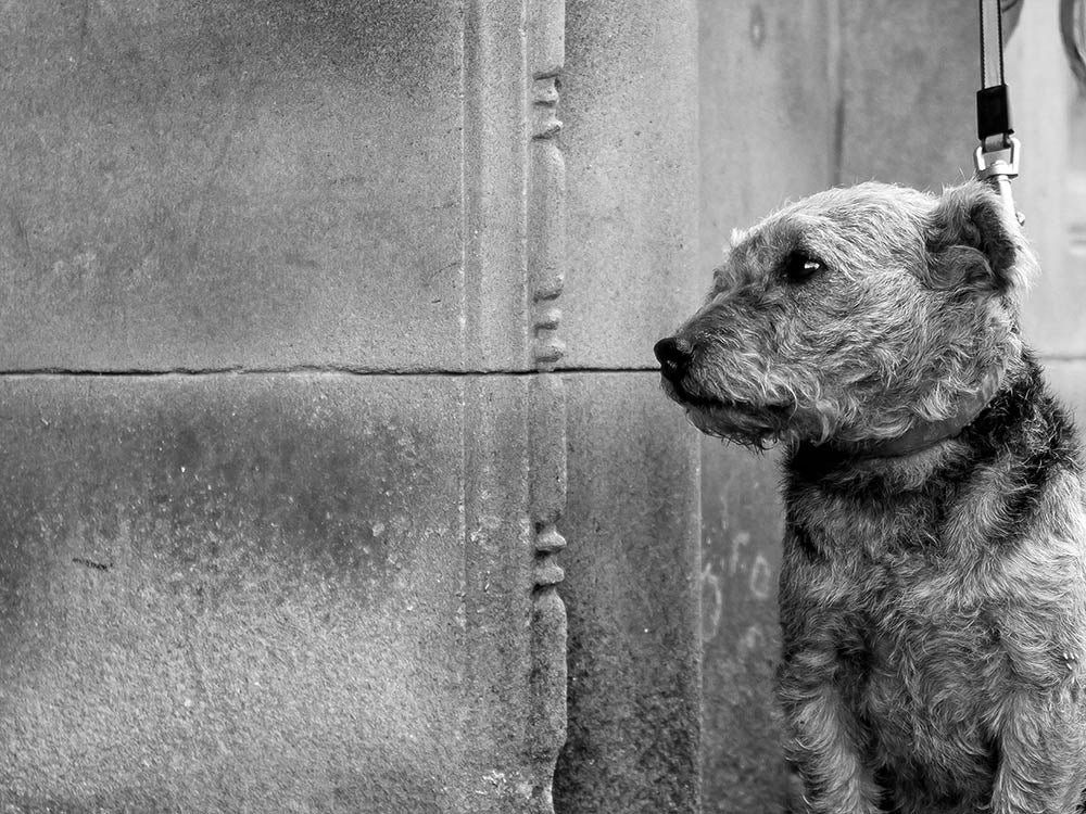 Waiting, Kendal, Cumbria
