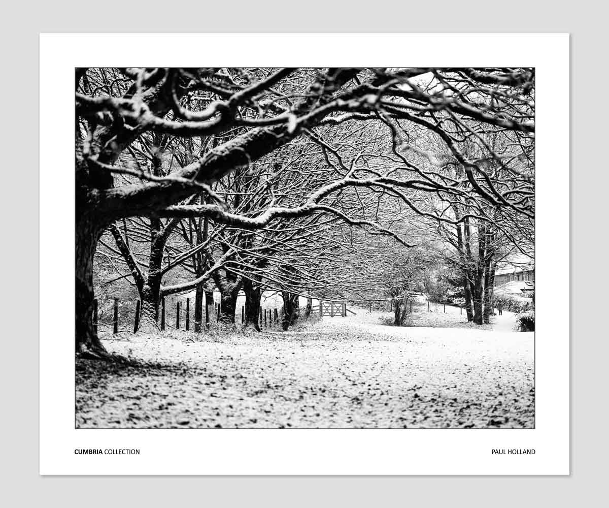 Winter Trees, Kendal, Cumbria
