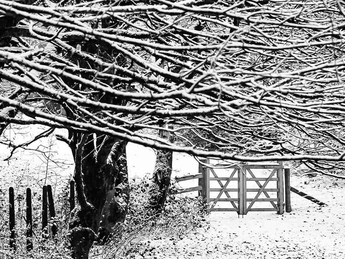 Winter Trees, Kendal, Cumbria