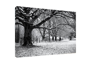 Winter Trees, Kendal, England - Wall Canvas