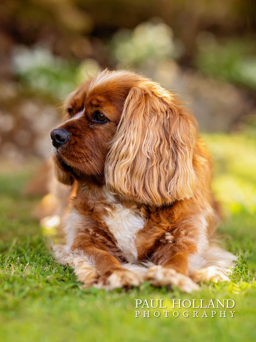 Outdoor Photo Shoot - Dog