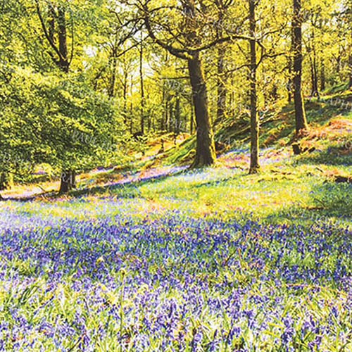 Lake District Bluebells Greetings Card PACK