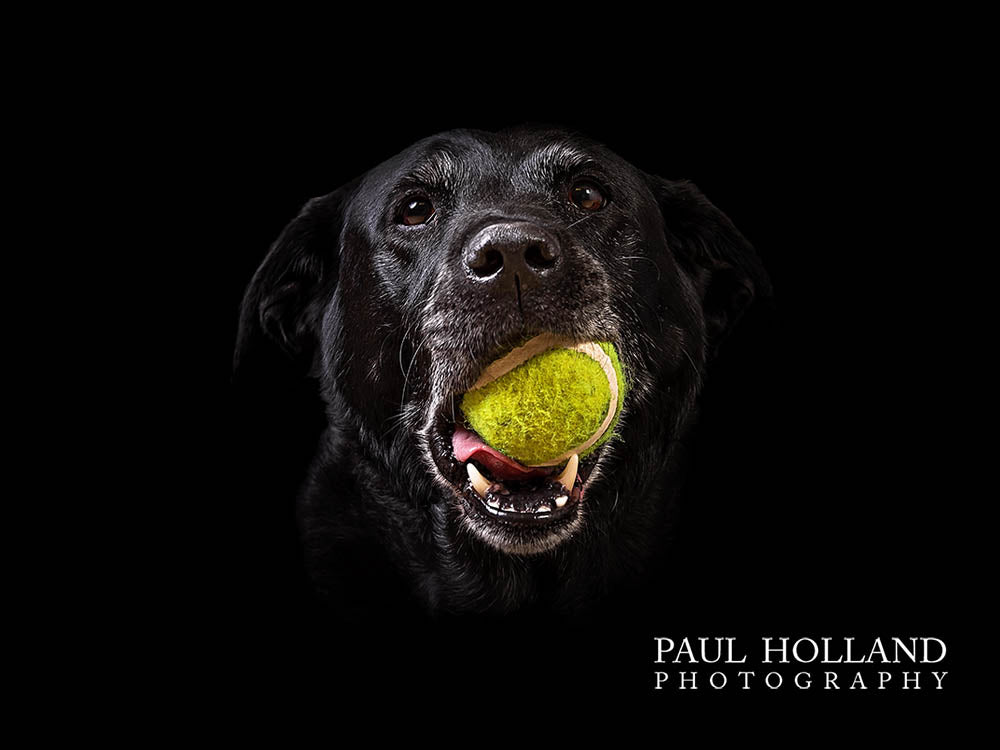 Studio Photo Shoot - Pet Photography