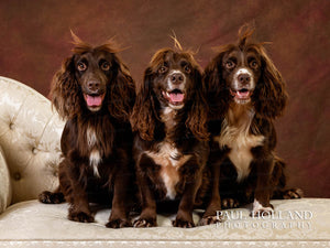 Studio Photo Shoot - Pet Photography