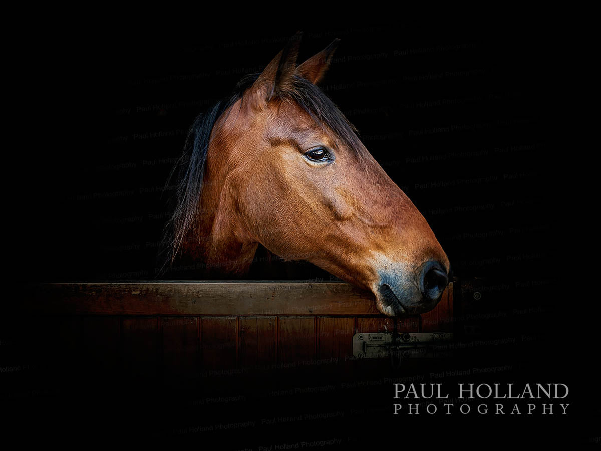 Outdoor Photo Shoot - Horse and Rider