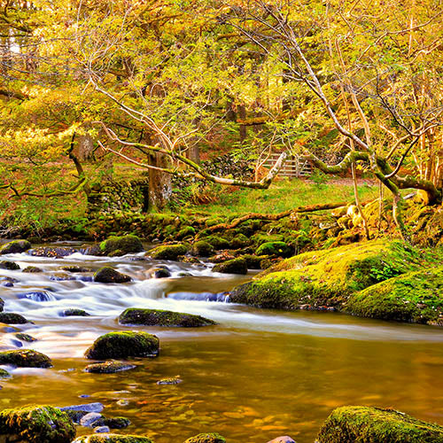 River Rothay Greetings Card PACK