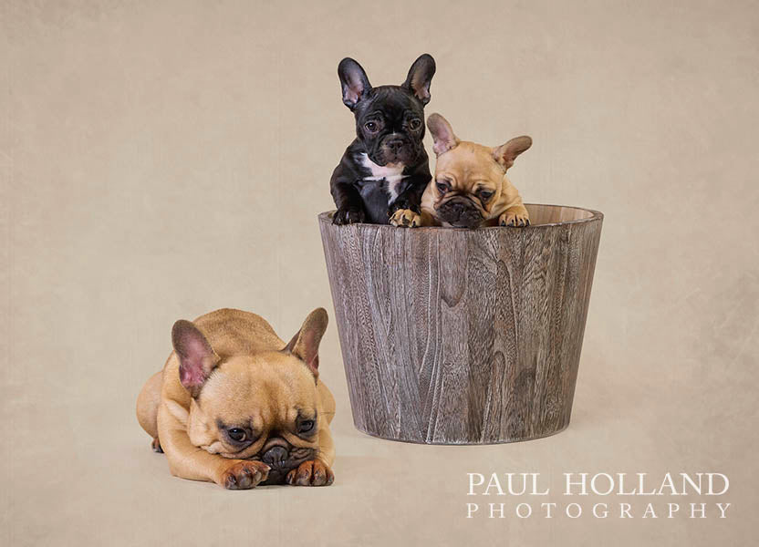 Studio Photo Shoot - Pet Photography