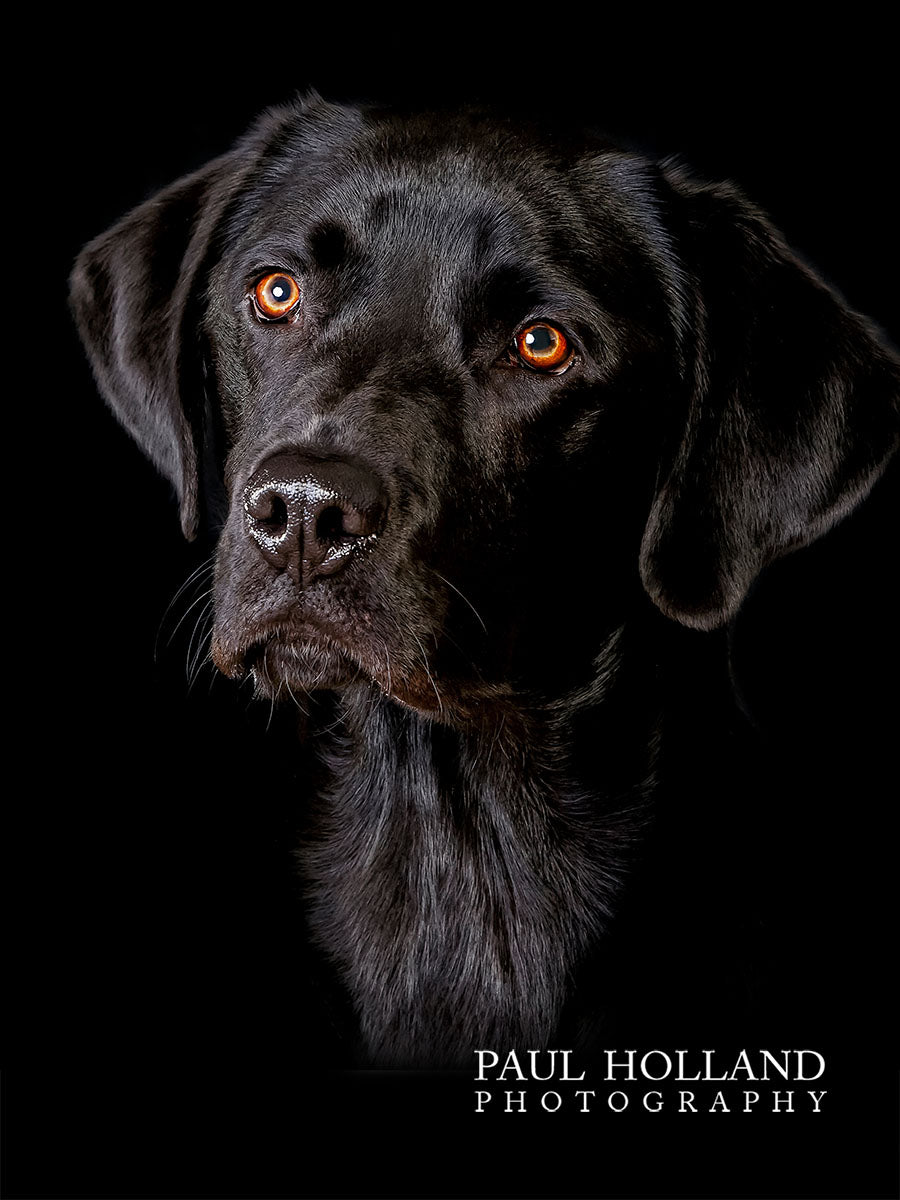 Studio Photo Shoot - Pet Photography