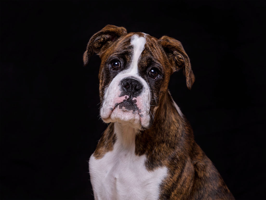 Studio Photo Shoot - Pet Photography