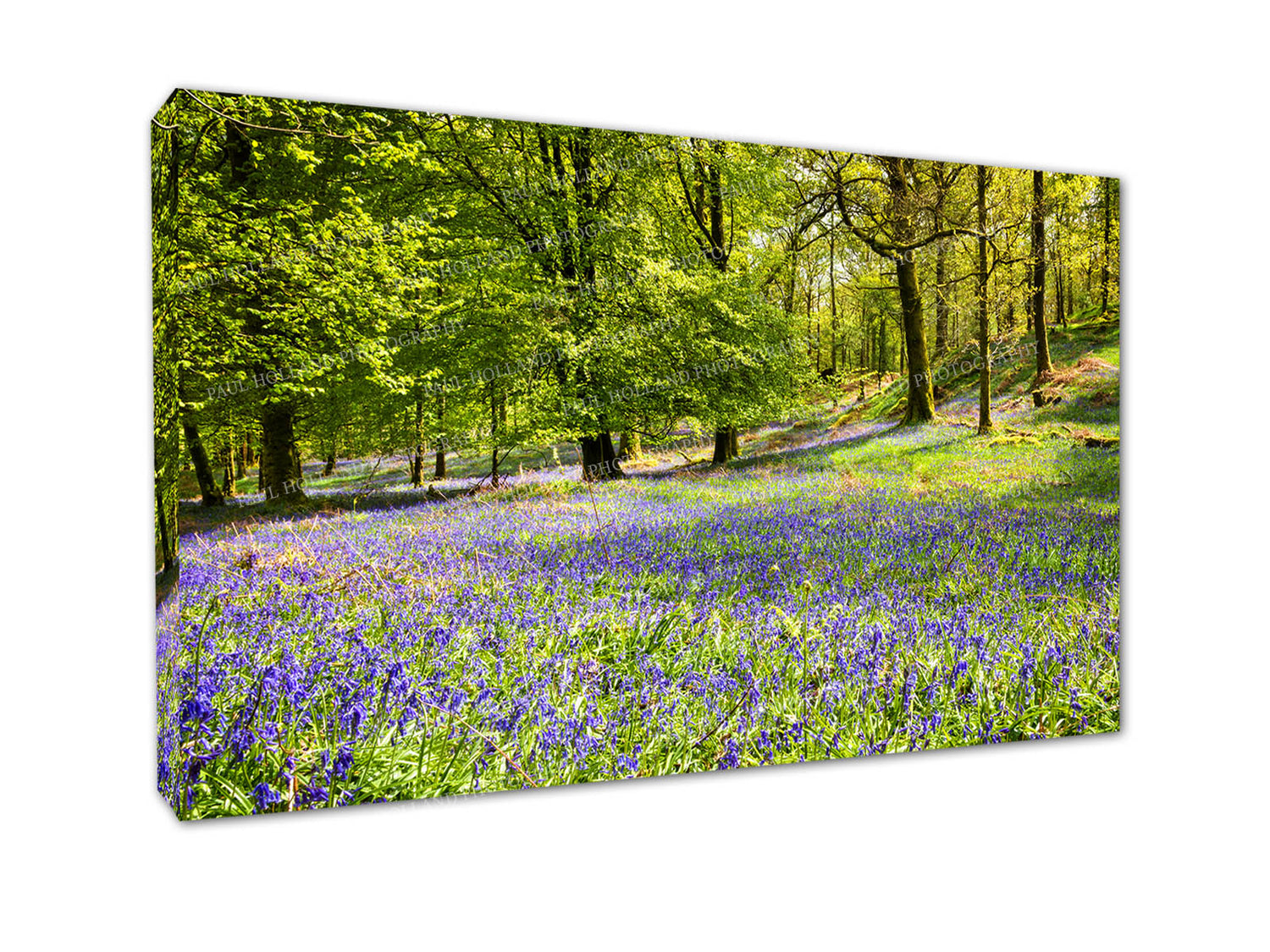 Ambleside Bluebells - Wall Canvas