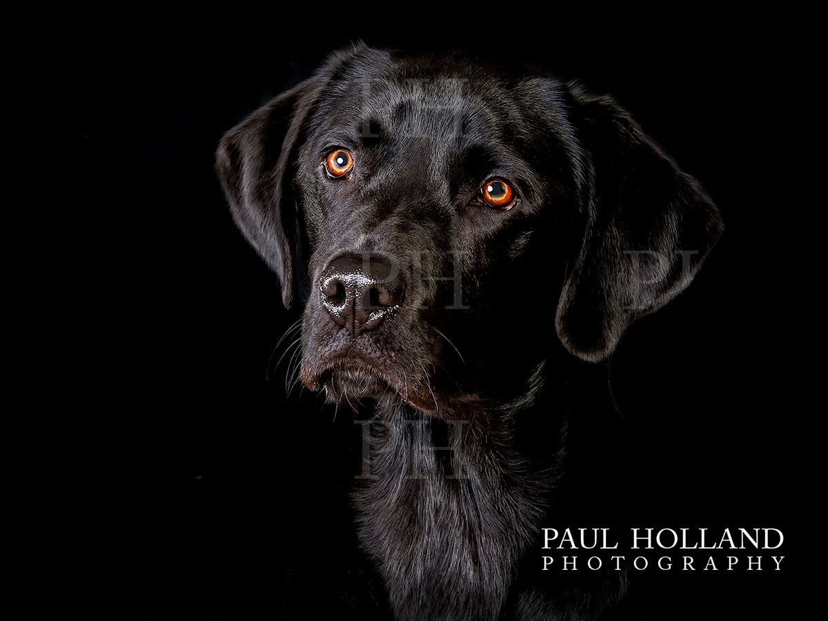 Studio Photo Shoot - Pet Photography