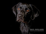 Load image into Gallery viewer, Studio Photo Shoot - Pet Photography

