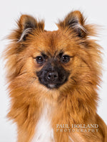 Load image into Gallery viewer, Studio Photo Shoot - Pet Photography
