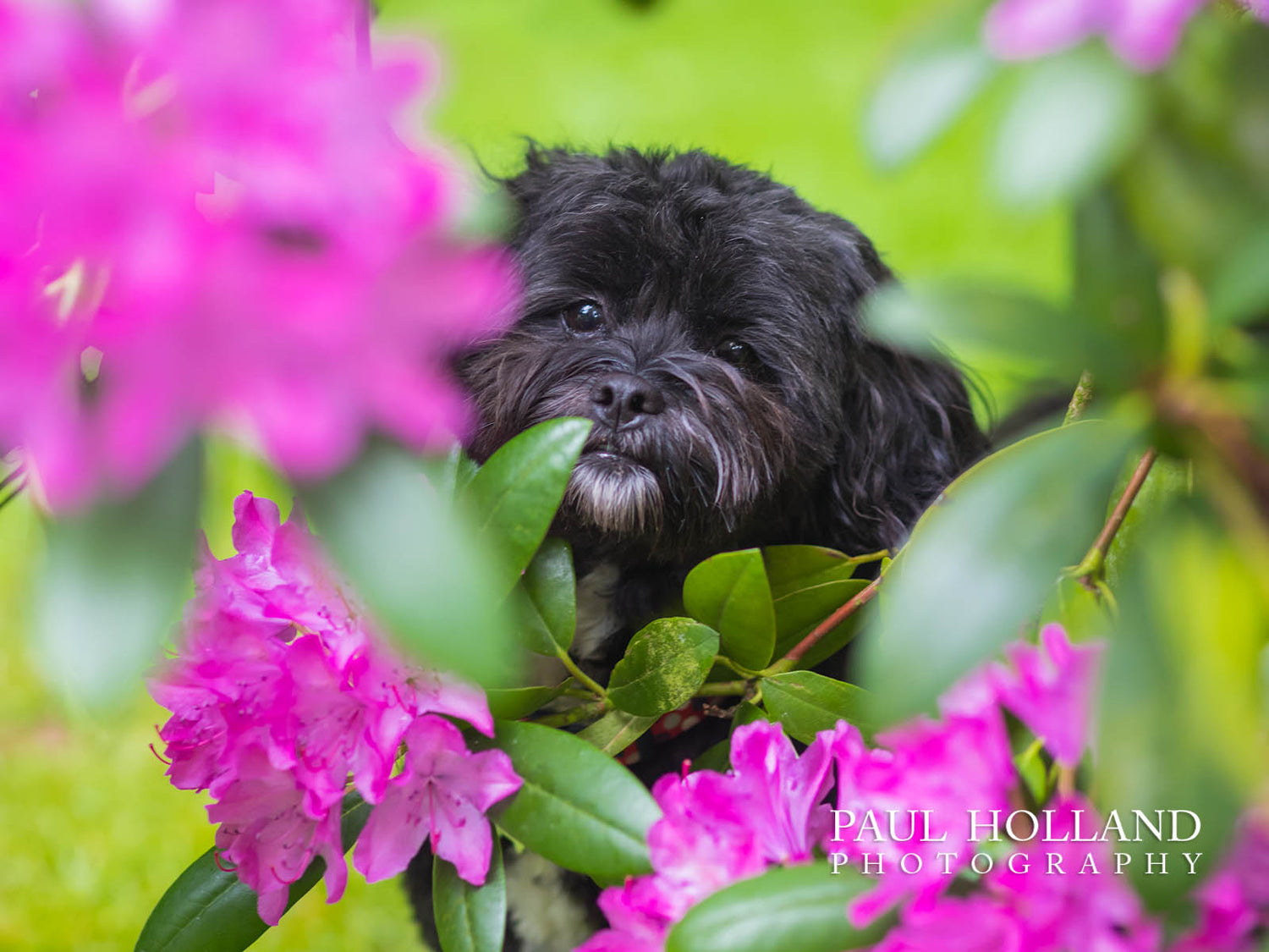 Outdoor Photo Shoot - Dog