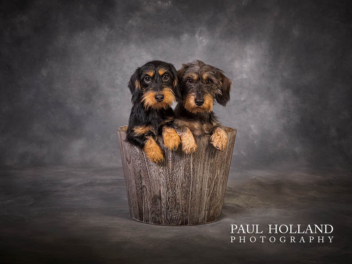 Studio Photo Shoot - Pet Photography