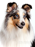 Load image into Gallery viewer, Studio Photo Shoot - Pet Photography
