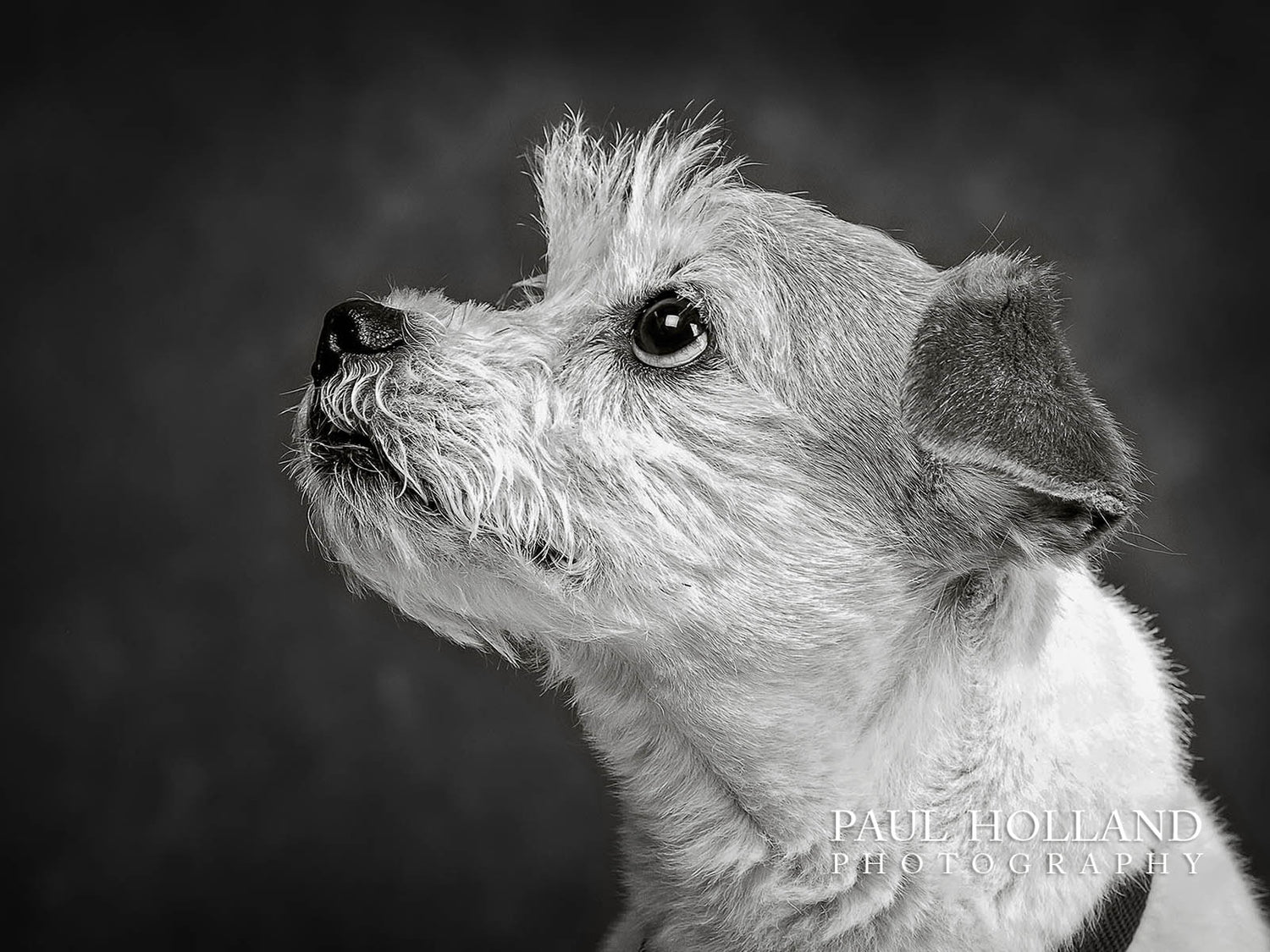 Studio Photo Shoot - Pet Photography