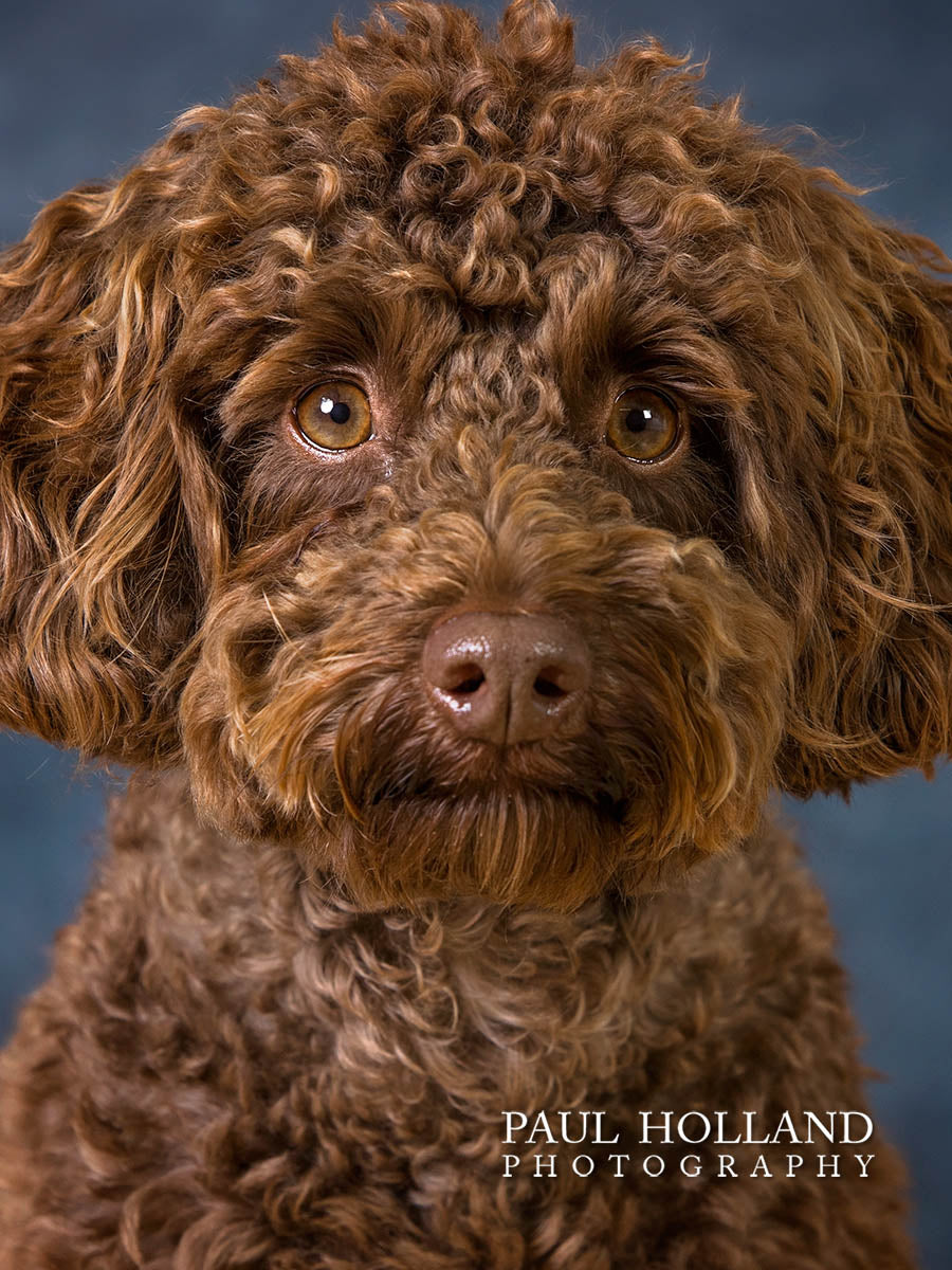 Studio Photo Shoot - Pet Photography