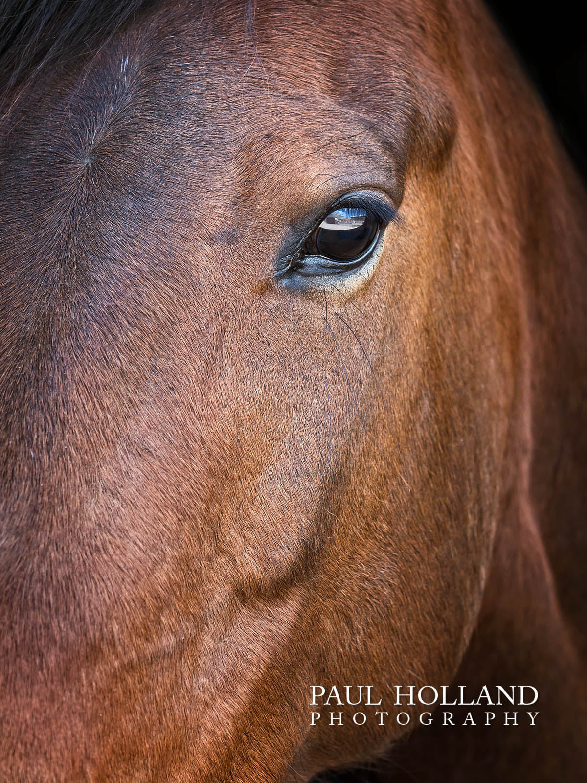 Outdoor Photo Shoot - Horse and Rider