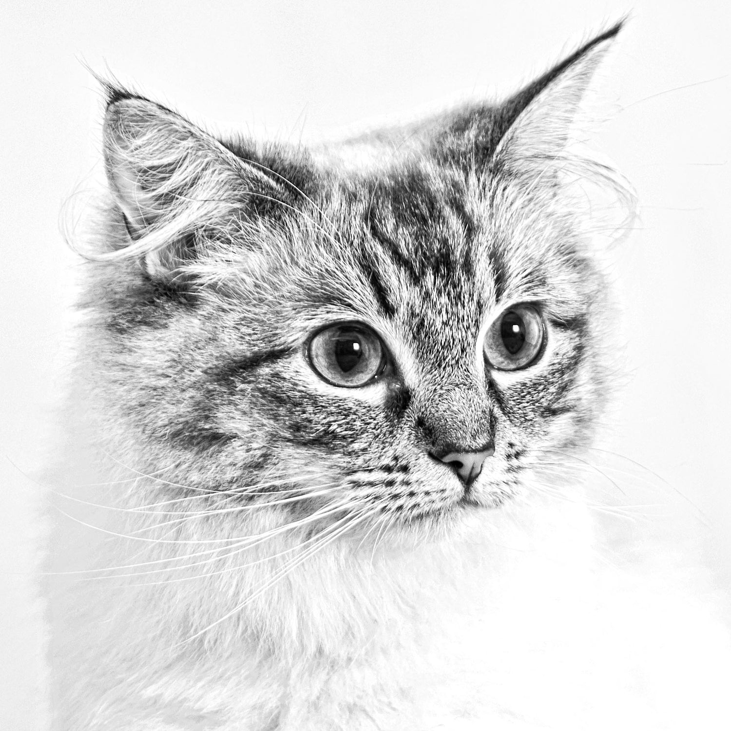 Studio Photo Shoot - Pet Photography