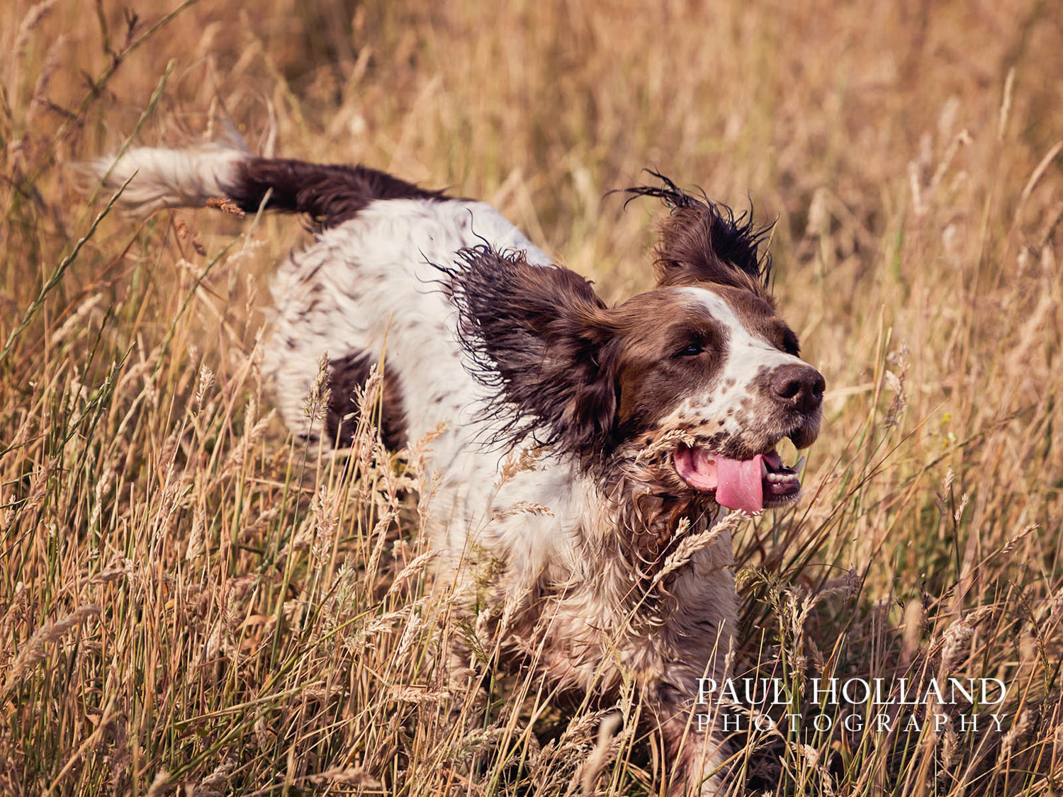 Outdoor Photo Shoot - Dog