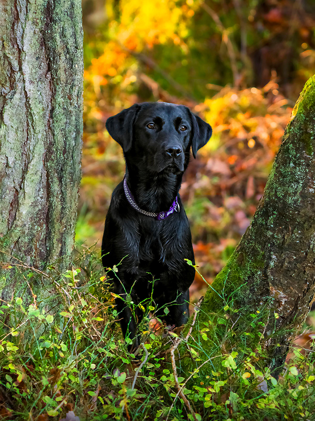 Outdoor Photo Shoot - Dog