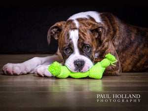 Studio Photo Shoot - Pet Photography