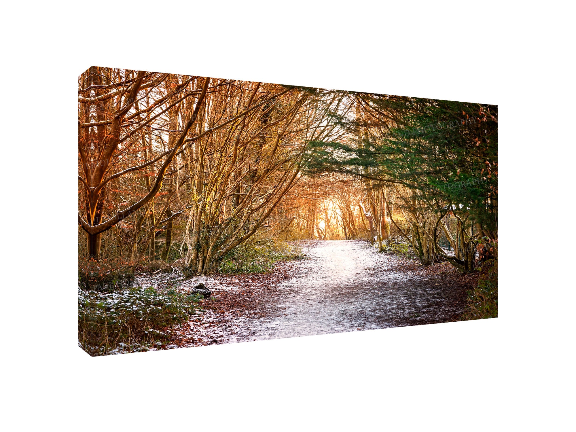 Snow in Scroggs Wood, Kendal - Wall Canvas